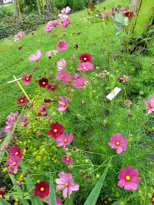 Cosmos bipinnatus 'Rubenza' (2)